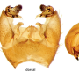 Pedicia (Crunobia) straminea : hypopygium