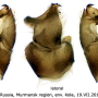 Pedicia (Crunobia) straminea : hypopygium