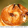 Pedicia (Crunobia) straminea : hypopygium