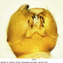 Pedicia (Crunobia) straminea : hypopygium