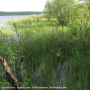 Pedicia (Crunobia) straminea : habitat