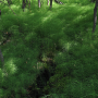 Pedicia (Crunobia) straminea : habitat