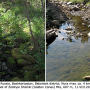 Pedicia (Crunobia) straminea : habitat