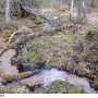 Pedicia (Crunobia) straminea : habitat