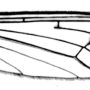 Pedicia (Crunobia) straminea : wing