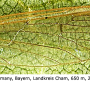 Pedicia (Crunobia) straminea : wing