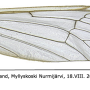 Pedicia (Crunobia) straminea : wing