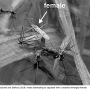 Phantolabis lacustris : habitus - copula