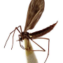 Phantolabis lacustris : habitus - female