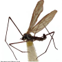 Phantolabis lacustris : habitus - male