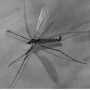 Phantolabis lacustris : habitus - male