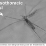 Phantolabis lacustris : habitus - male