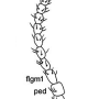 Phantolabis lacustris : body part(s) - antenna