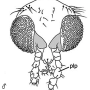 Phantolabis lacustris : body part(s) - head