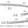 Phantolabis lacustris : body part(s) - leg