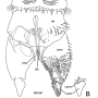 Phantolabis lacustris : hypopygium