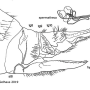 Phantolabis lacustris : ovipositor