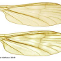 Phantolabis lacustris : wing