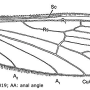 Phantolabis lacustris : wing