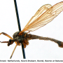 Phylidorea (Phylidorea) abdominalis : habitus - female