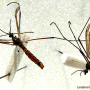 Phylidorea (Phylidorea) abdominalis : habitus - male