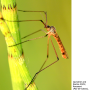 Phylidorea (Phylidorea) abdominalis : habitus - male