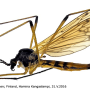 Phylidorea (Phylidorea) abdominalis : habitus - male