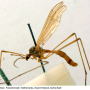 Phylidorea (Phylidorea) abdominalis : habitus - male