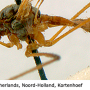 Phylidorea (Phylidorea) abdominalis : habitus - male