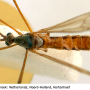 Phylidorea (Phylidorea) abdominalis : habitus - male
