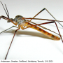 Phylidorea (Phylidorea) abdominalis : habitus - male
