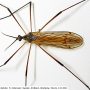 Phylidorea (Phylidorea) abdominalis : habitus - male
