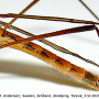 Phylidorea (Phylidorea) abdominalis : body part(s) - abdomen