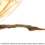 Phylidorea (Phylidorea) abdominalis : body part(s) - abdomen