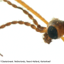Phylidorea (Phylidorea) abdominalis : body part(s) - head and antenna