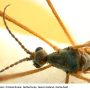 Phylidorea (Phylidorea) abdominalis : body part(s) - head and thorax