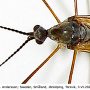 Phylidorea (Phylidorea) abdominalis : body part(s) - head and thorax