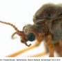 Phylidorea (Phylidorea) abdominalis : body part(s) - head and thorax