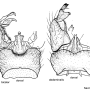 Phylidorea (Phylidorea) abdominalis : hypopygium