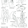 Phylidorea (Phylidorea) abdominalis : hypopygium