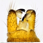 Phylidorea (Phylidorea) abdominalis : hypopygium