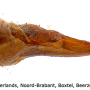 Phylidorea (Phylidorea) abdominalis : ovipositor
