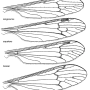 Phylidorea (Phylidorea) abdominalis : wing