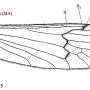 Phylidorea (Phylidorea) abdominalis : wing