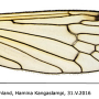 Phylidorea (Phylidorea) abdominalis : wing