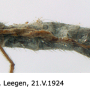 Phylidorea (Phylidorea) bicolor : body part(s) - abdomen