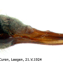 Phylidorea (Phylidorea) bicolor : ovipositor