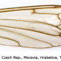 Phylidorea (Phylidorea) bicolor : wing