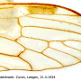 Phylidorea (Phylidorea) bicolor : wing