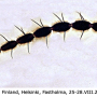 Phylidorea (Phylidorea) ferruginea : body part(s) - antenna